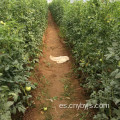 Riego por goteo de tomate que ahorra agua